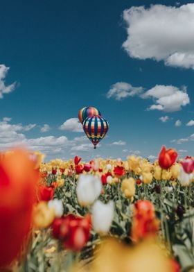 Flowers and Air Balloons