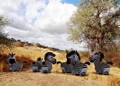 Wild life in Tanzania