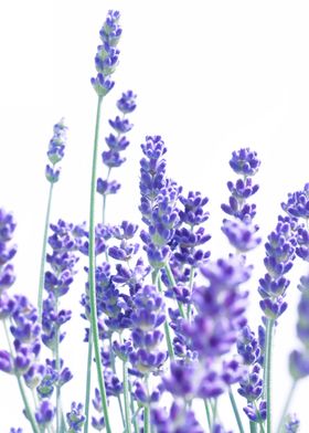 Flower Dream-preview-3