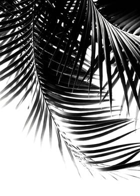 Palm Leaves-preview-0