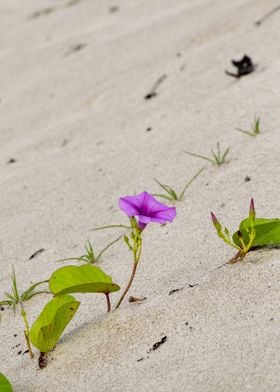 Morning Glory Flower