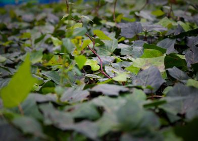 Leaf soil