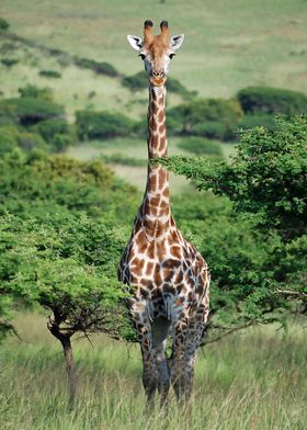 Giraffe standing tall