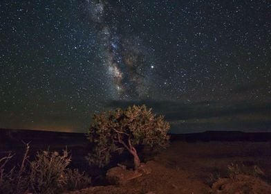 Tree and the Milky Way