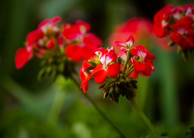 Red flowers