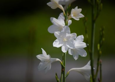 White flower