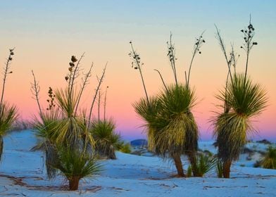 Yucca at Sunset