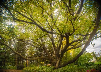 Forest Tree