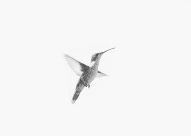 Hummingbird minimalism 1