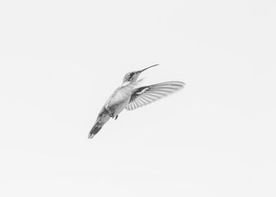Hummingbird minimalism 2