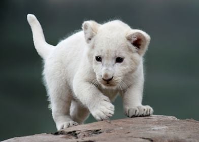 White lion cub