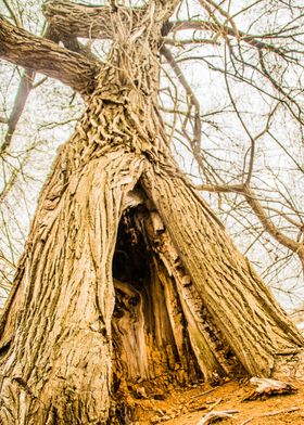 Close Up Tree Hole