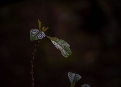 Leaves in the shade