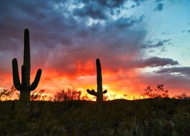 Saguaros at Sunset