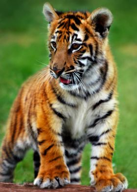 Baby tiger cub