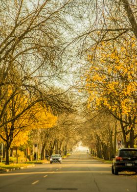 Road Lined in Trees