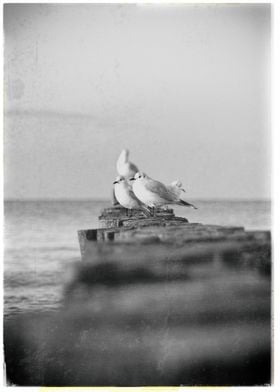 Gulls are waiting vintage1