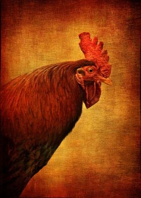 Red  Rooster