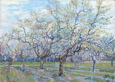 Orchard with Blossoming Pl