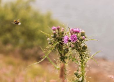 Bee and thistles