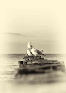 Gulls are waiting vintage2