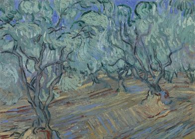 Olive grove November 1889