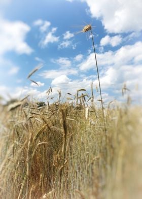 Cornfield in summer