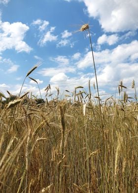 cornfield