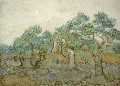 Olive Grove8