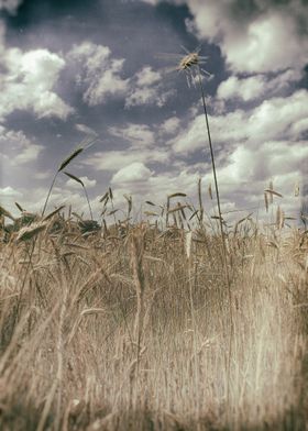 rye field vintage