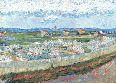 Peach Blossom in Le Trebon