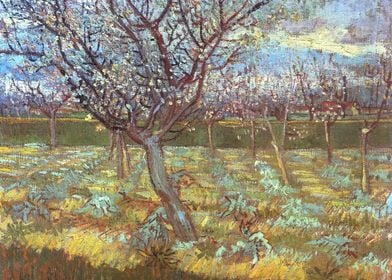 Apricot Tree in Bloom 188