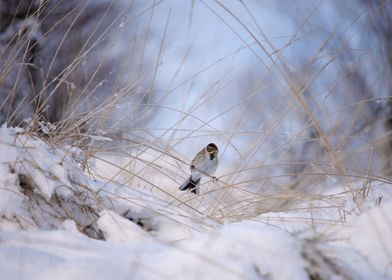 Reed bunting in the snow