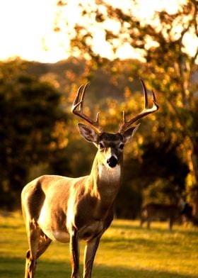 brown deer