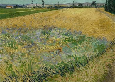 Wheat Field