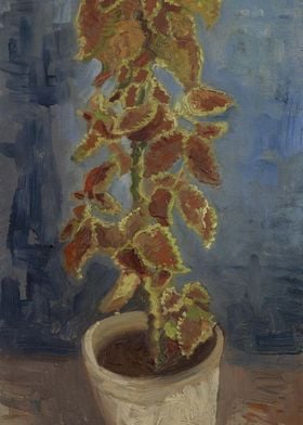 Coleus Plant in a Flowerpo