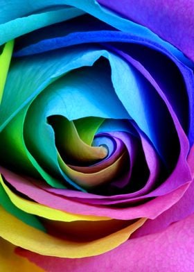 colorful rose