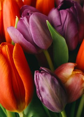 purple orange tulips