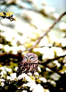 Owl between flowers tree