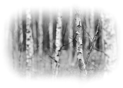 Birch trees closeup