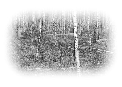 Young birch forest