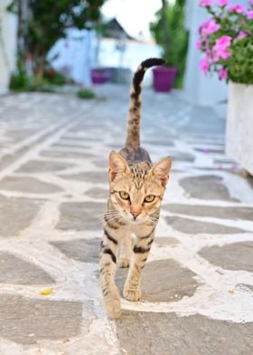 Naxos Tabby Cat