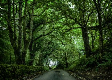 Haunted forest