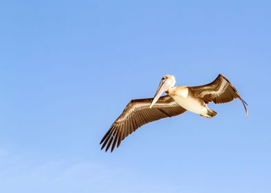 Brown Pelican in flight