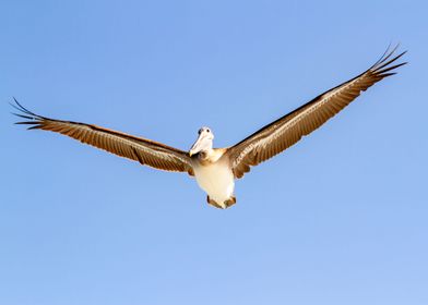 Brown Pelican in flight