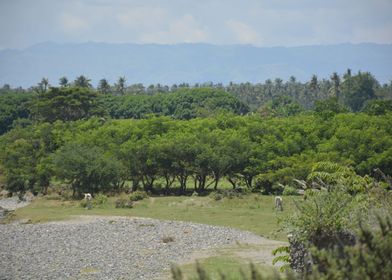 PENROLGU  Man made forest