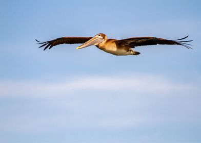 Brown Pelican in flight