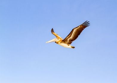 Brown Pelican in flight