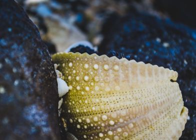 Shell on beach