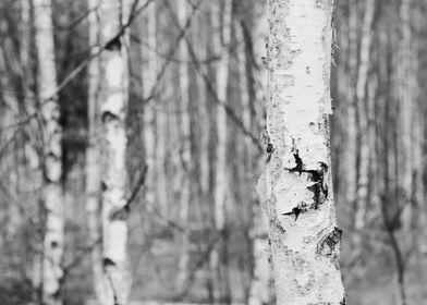 Birch tree trunk close up